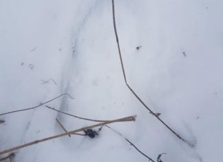 В области обнаружен труп пропавшего без вести мужчины