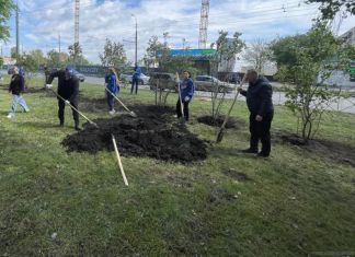 В Пензе до конца года посадят яблони и сирень