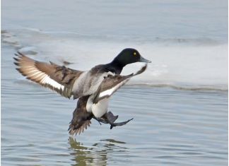 В Пензе пересчитают водоплавающих птиц