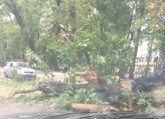 В Пензе на Лермонтова упавшее дерево парализовало движение автомобилей 