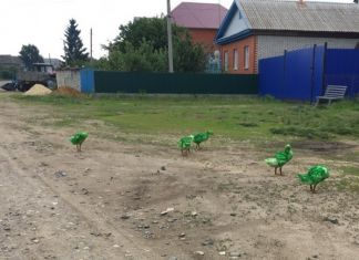 В Пензенской области появились зеленые гуси