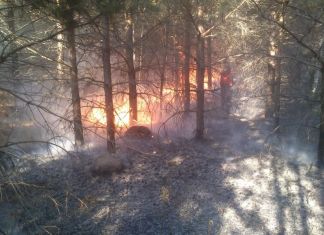 В Пензенской области до 1 октября сохранится пожарная опасность леса