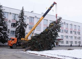 У здания администрации Заречного срубят ели и посадят новые