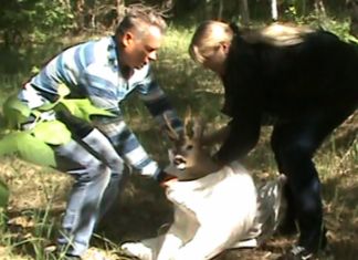 На улице Терновского к пензенцам зашла косуля