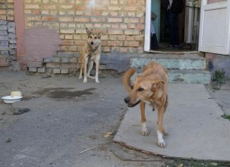 В Пензе владельцы псов игнорируют таблички «Выгул собак запрещен!»