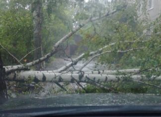 В Пензе во время ливня дерево рухнуло рядом с автомобилем