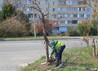 Вместо спиленных деревьев в Пензе высадят 5 тысяч новых