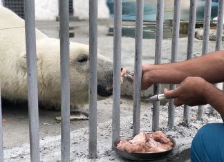 Белого медведя из Пензенского зоопарка пытаются приручить к ультразвуковой чистке зубов