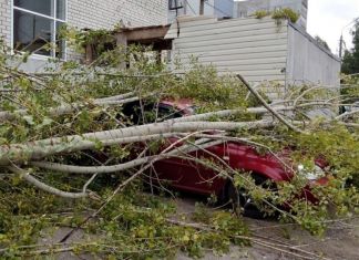 В Пензенской области восемь автомобилей пострадали от упавших деревьев