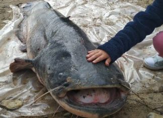  Пензенские рыбаки поймали сома в человеческий рост