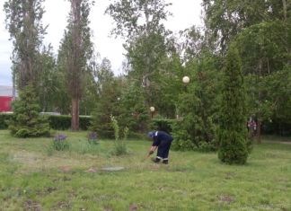 В сквере «Три гвоздики» хотят запретить выгул собак
