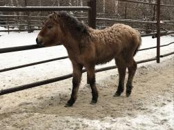 В пензенский зоопарк привезли лошадь Пржевальского