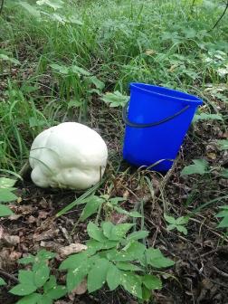 Жительница Пензы нашла гигантский гриб