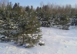 В Пензенской области усилили охрану хвойных деревьев