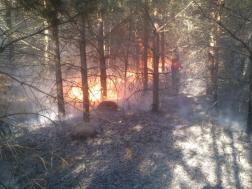 В Пензенской области ожидается высокая пожарная опасность