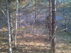 В Пензенской области ликвидировали первый в 2021 году лесной пожар