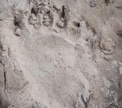 В Городищенском районе обнаружены следы медведя
