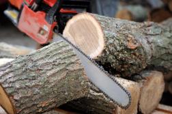 Идет проверка по факту вырубки деревьев в Ахунах
