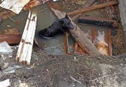 Пензенские спасатели помогли собаке выбраться из ямы