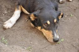 В Пензенской области стерилизовали 762 собаки