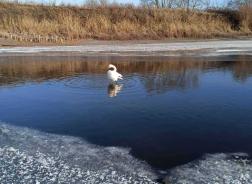 В Пензенской области спасли травмированного лебедя-шипуна