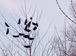 ﻿﻿Пензенцы украшают деревья медицинскими масками 