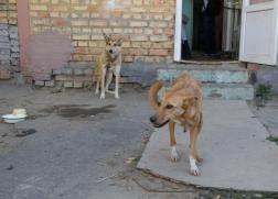 Пензенцы просят убрать с улиц стаи бродячих собак