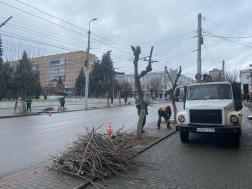 В Пензе начался сезон кронирования деревьев