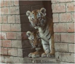 В Пензенском зоопарке тигрица Констанция показала своих двойняшек
