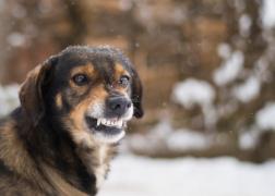В Пензе отловить бродячих собак вынудит новый судебный иск 