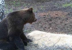 Медведи обнаружены в 9 районах Пензенской области