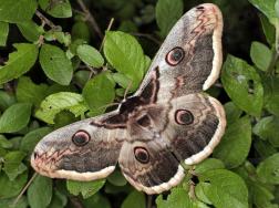 В Пензенской области ищут редкую бабочку павлиноглазку