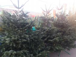 В Пензе продают елки за 7 тысяч рублей