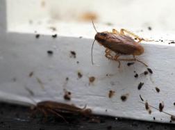 В пензенских школах происходит нашествие тараканов
