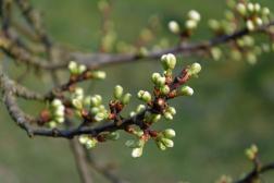 Весна в Пензенской области идет с опережением на три недели