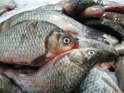 В Пензе увеличат производство рыбы