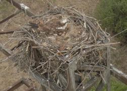 Под Пензой обнаружили гнездо редкой хищной птицы