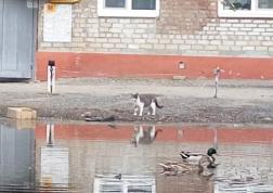 ﻿﻿В Пензе на улице Краснова в большой луже поселились утки 