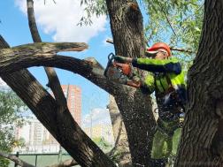 Возле пензенских МКД привели в порядок более 100 деревьев
