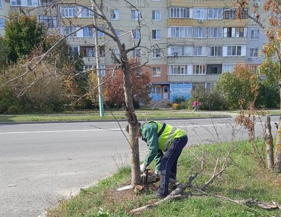 Вместо спиленных деревьев в Пензе высадят 5 тысяч новых