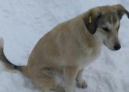 ﻿﻿В Пензенской области жестоко расправились с собаками