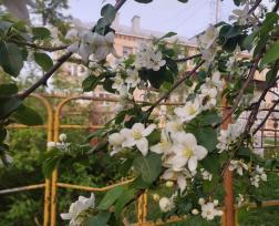 В Пензенской области заморозки повредили цветоносы плодовых деревьев 