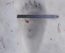 В Пензенской области обнаружены следы медведя