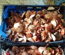 Пензенцы радуются урожаю грибов в лесах