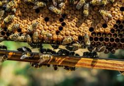 Под Пензой повторилась массовая гибель пчел