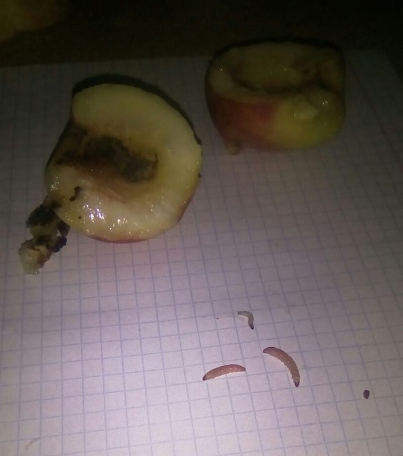 AnQSQRuTMME.jpg AnQSQRuTMME.jpg