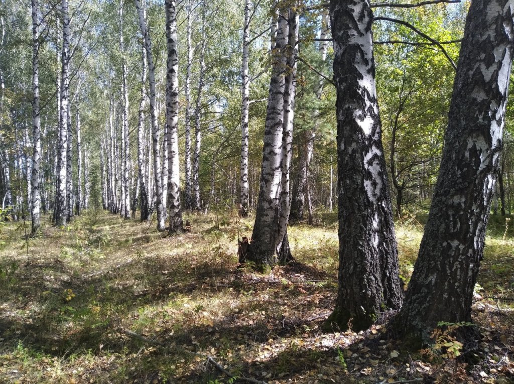 гриб3.jpg гриб3.jpg